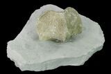 Pyrite Replaced Brachiopod (Paraspirifer) Fossil on Shale - Ohio #138840-1